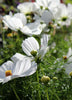 Herboo Cosmos Purity White Seeds