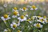 Herboo Roman Chamomile Seeds