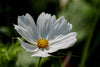 Herboo Cosmos Purity White Seeds